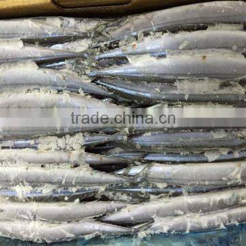 Frozen pacific saury fish whole