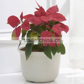 Plastic Round succulent Plant Pot/Cactus Plant Pot Flower Container