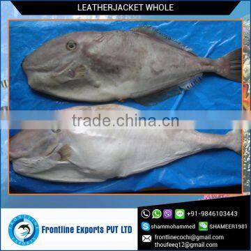 Certified Supplier of Frozen Leatherjacket Whole