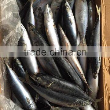 Frozen Mackerel 300-400g 2016 photo-3