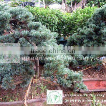 Pinus bonsai trees