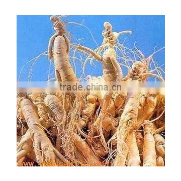 Radix Ginseng