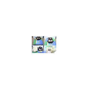 Provide right in stock now twilight turtle