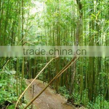Bamboo Chopsticks