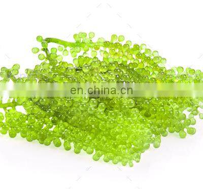 Sea Grapes High Quality Origin Vietnam/Dehydrated Sea Grapes photo-3