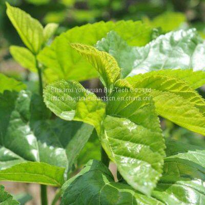 Mulberry Leaf Extract 10:1, Morus alba leaf Extract 1-DNJ 1%HPLC, CAS No.: 19130-96-2, Mulberry Extract,  Yongyuan Bio