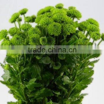 Good quality Crazy Selling chrysanthemum flowers green