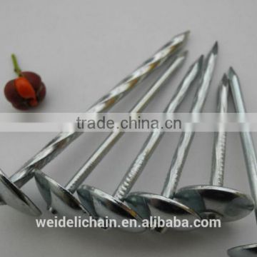 Shandong manufacturer Zinc coated galvanized roofing nails                        
                                                Quality Choice