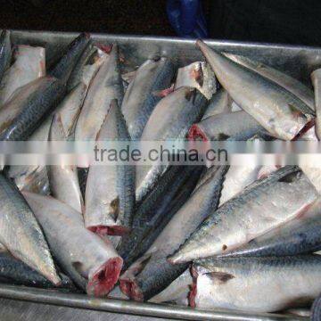 Mackerel fish HGT