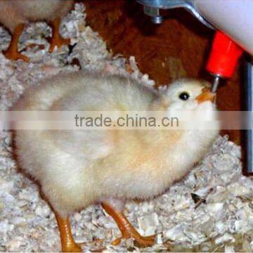 Broiler chick poultry house used for breeding chicken