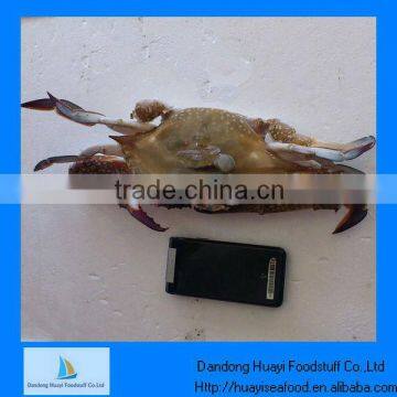 Frozen crabs the price