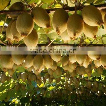 Fresh Qinmei Kiwi With Best Price for Sale