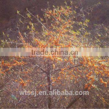 The Top Quality 50ml Seabuckthorn Fruit Oil China Manufacturer Supply Berry Oil 19 Years Healthy Product