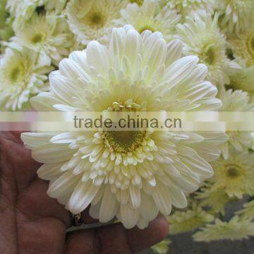 Fresh Gerbera Flowers