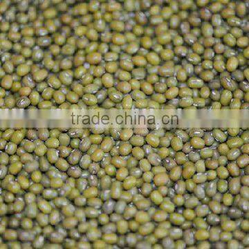 new crop green mung bean