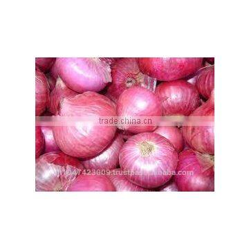 Fresh Onion photo-2