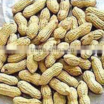 raw washed peanut in shell high top quality 2014 new crop