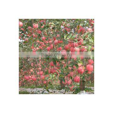 Fresh Red Qinguan Apple With Best Price for Export photo-3