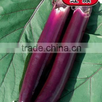 Hybrid eggplant seeds-Hong Yan