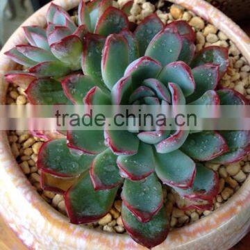 Echeveria Pulidonis of Succulent Plants