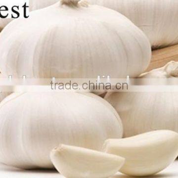 PURE WHITE FRESH GARLIC 6.0CM