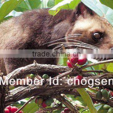 2016 New INDONESIAN CIVET COFFEE