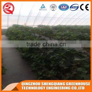 China Factory Direct Glass Greenhouse Hydroponic Systems for Sale photo-5