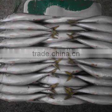 Pacific Mackerel photo-3