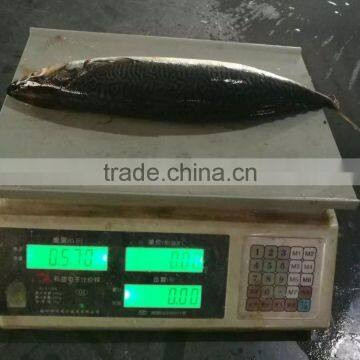 New Catching Fish Frozen Pacific Mackerel 400-500g&500g+ photo-5