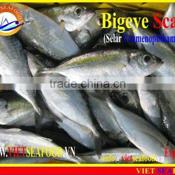 FROZEN BIGEYE SCAD WHOLE ROUND photo-3