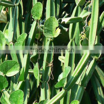 Best Quality Cissus quadrangularis Powder At Your Door Step