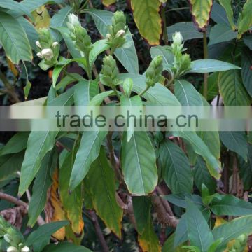 Organic Grade Malabar Nut For Bulk Traders