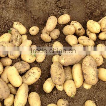 2015 Super Quality of the Potato photo-6