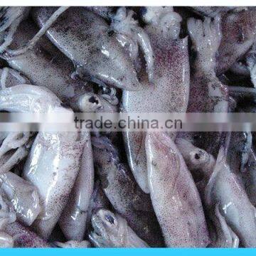 Frozen fresh Squid in big size