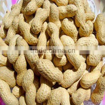 Shandong new crop roasted peanut in shell