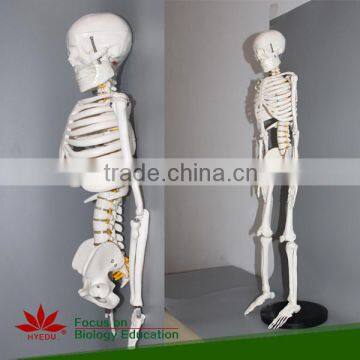 85cm human skeleton model with the spinal nerve