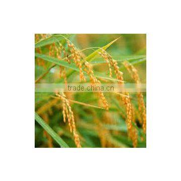 JASMINE 5% BROKEN - WHITE RICE - HIGH QUALITY