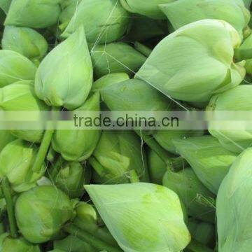 White Color Fresh Cut Lotus Flower Manufacturer in India photo-5