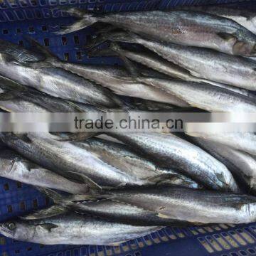 Fresh Frozen Sea Fish Spanish Mackerel For Market