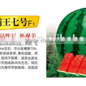 Chinese hybrid f1 Watermelon Seed For Planting-Sweetness King No.7 F1