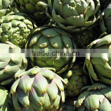 High germination rate Artichoke seeds Cynara scolymus seeds for growing-Seeds Sale