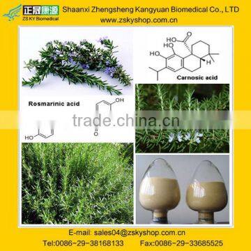 Natural Rosemary Extract from GMP manufacturer