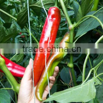 Hot Chili pepper seeds