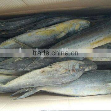 Frozen Mahi Mahi Fish Whole Around (Coryphaena Hippurus) photo-2