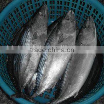 Euthynnus Lineatus Skipjack Tuna Whole Round 1.8kg+ photo-2