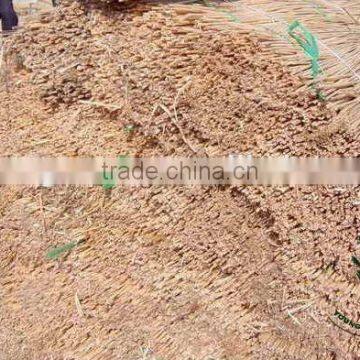 Natural Water Reed photo-5