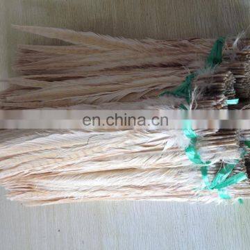 white color ringneck pheasant feathers