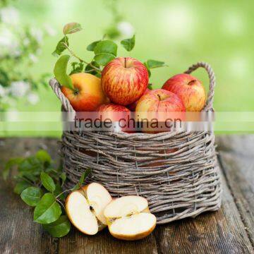 fuji gala apple for sale