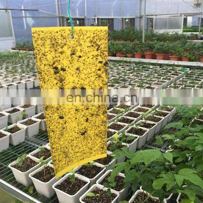 20x15 CM Yellow Sticky Traps Fruit Fly Traps for Indoor and Outdoor Include Twist Ties and Pheromone