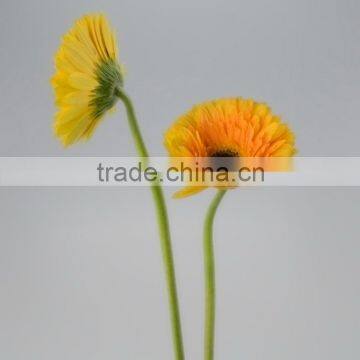 High quality Champagne gerbera flower small gerbera flowers